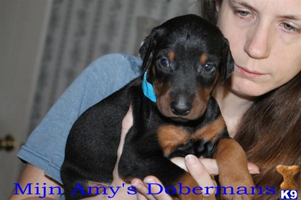 Puppies in Phenix city