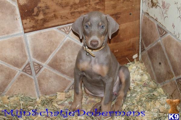 Puppies in Phenix city