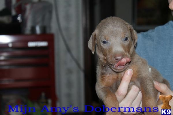 Puppies in Phenix city