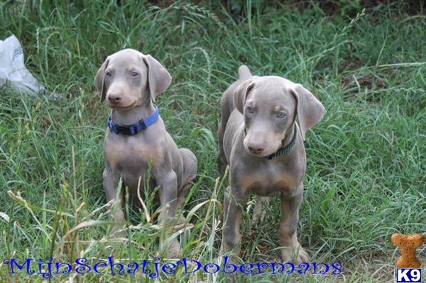 Puppies in Phenix city
