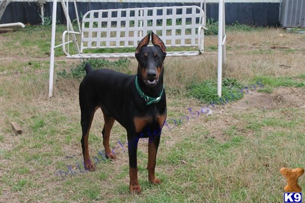 Stud Dogs - Doberman Pinscher