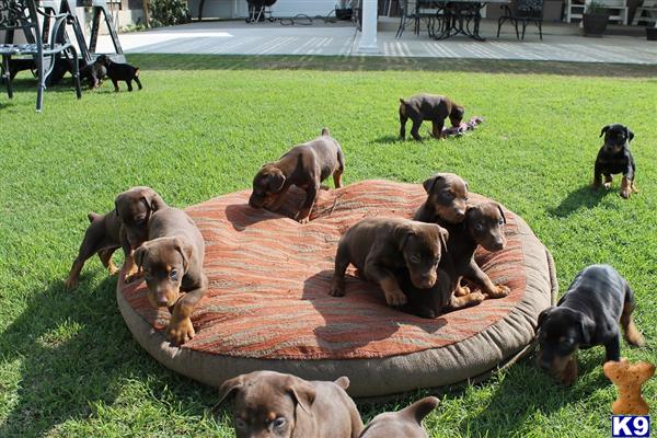 Doberman Pinscher Puppies in CA