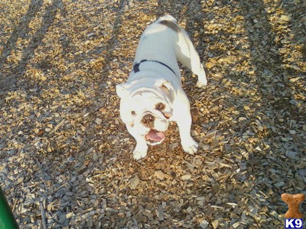 Stud Dogs in KS