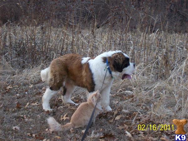 Stud Dogs in IN