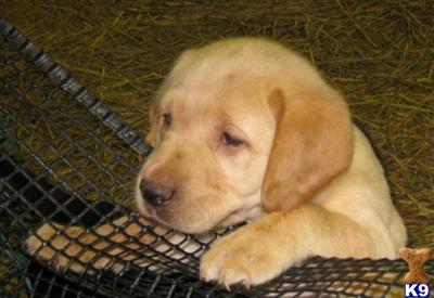 Puppies in WI