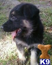 Puppies in TX