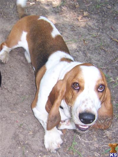Stud Dogs - Basset Hound