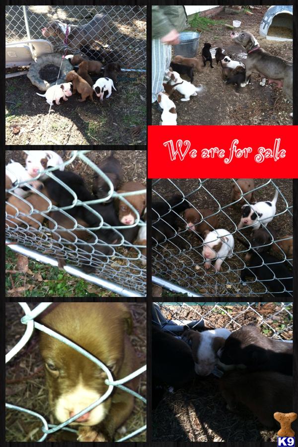 Puppies in MS