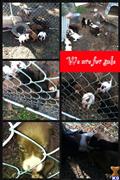 American Bulldog