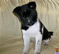 Akita