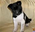 Akita