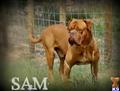 Dogue De Bordeaux