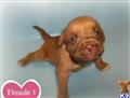 Dogue De Bordeaux