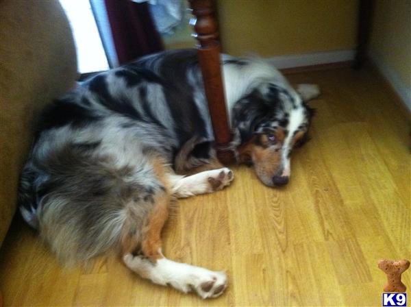 Stud Dogs - Australian Shepherd