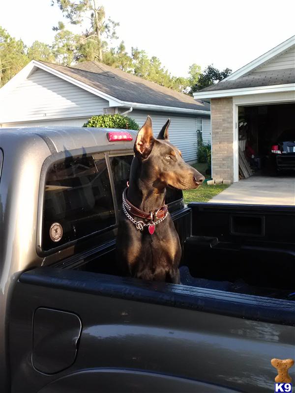 Stud Dogs - Doberman Pinscher