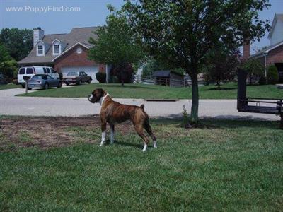 Stud Dogs - Boxer