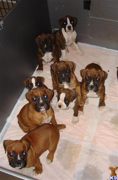 Boxer Puppies for Sale
