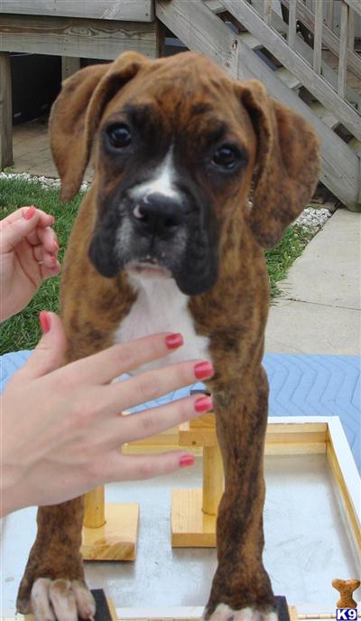 Boxer Puppies for Sale