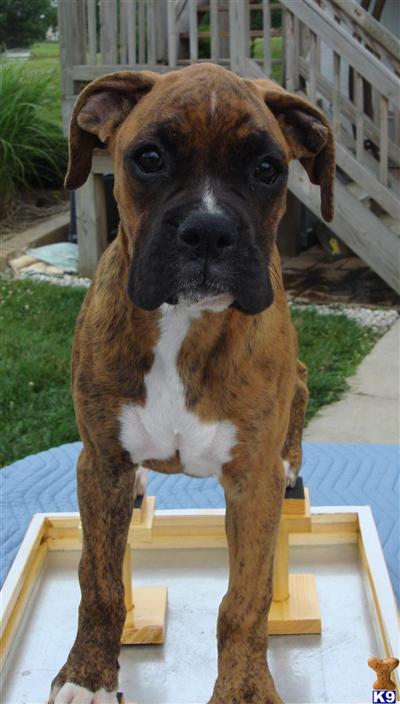 Boxer Puppies for Sale