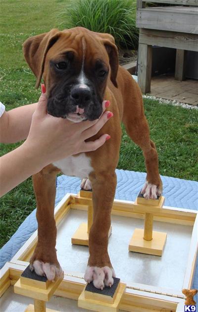 Boxer Puppies for Sale