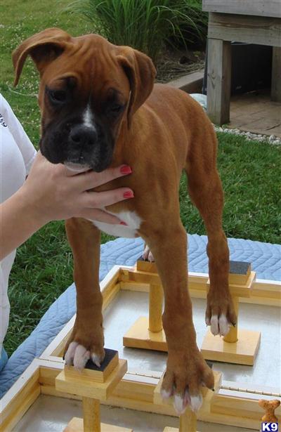 Boxer Puppies for Sale