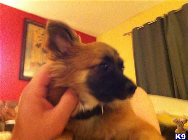 Stud Dogs - Pomeranian