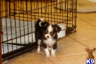 Chihuahua Puppies for Sale