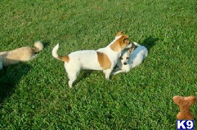 Dogs for Sale in MO