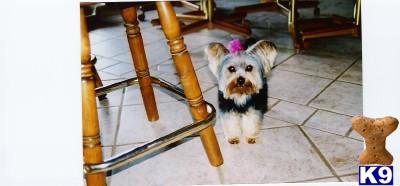 Dogs for Sale in MO