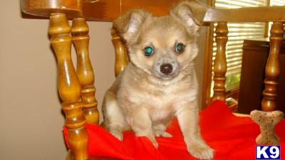Chihuahua Puppies for Sale