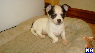 Chihuahua Puppies for Sale