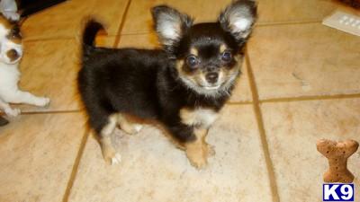 Chihuahua Puppies for Sale