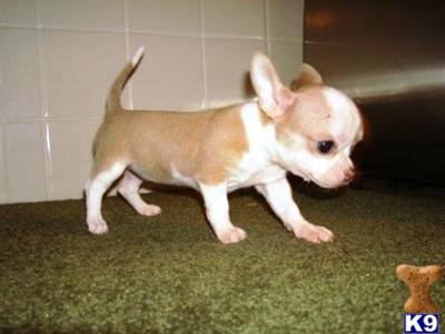 Puppies in MO