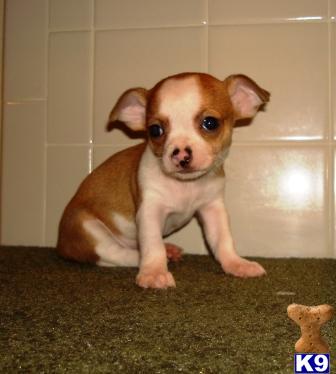 Puppies in MO