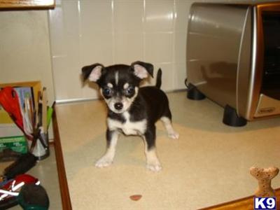 Chihuahua Puppies for Sale