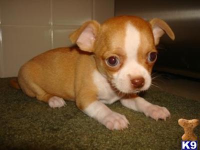 Chihuahua Puppies for Sale