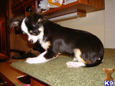Chihuahua Puppies for Sale