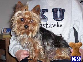 Dogs for Sale in MO