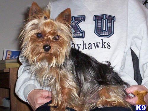 Stud Dogs in MO