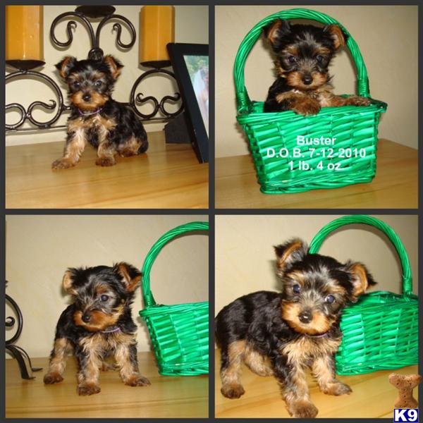 Yorkshire Terrier Puppies for Sale