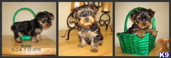 Yorkshire Terrier Puppies for Sale