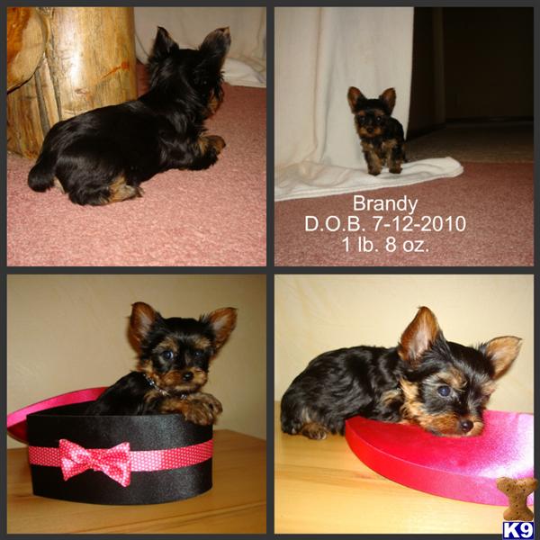 Yorkshire Terrier Puppies for Sale