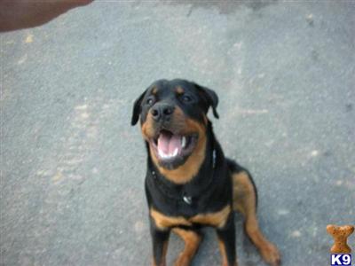 Stud Dogs - Rottweiler