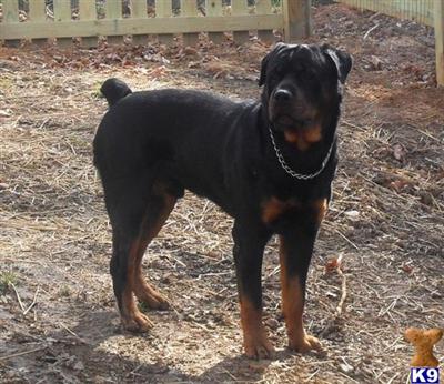 Stud Dogs in VA