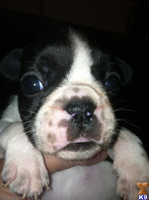 Puppies in Moreno valley