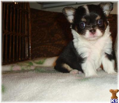 Puppies in Manteca