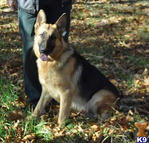 Stud Dogs - German Shepherd