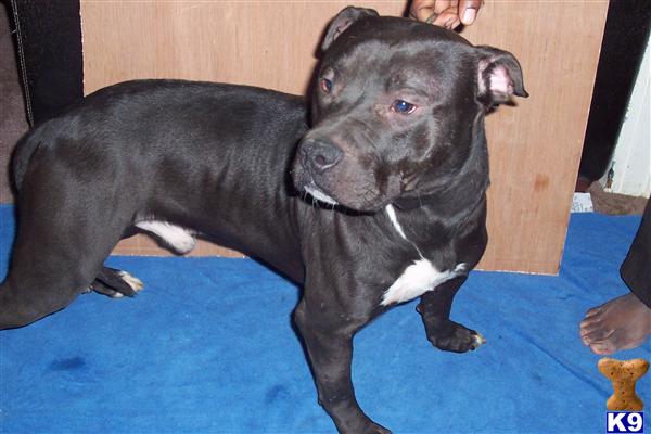 Dogs - American Pit Bull