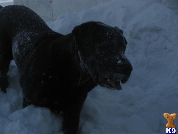 Stud Dogs in WI