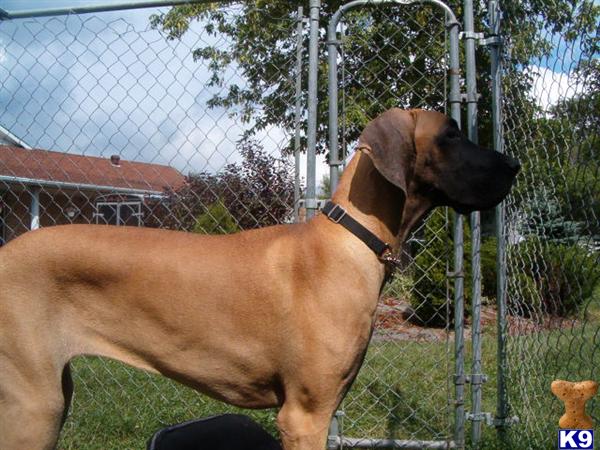 Dogs for Sale